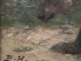 a painting of a bear that is standing in the dirt