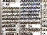 a lot of beetles that are on display on the wall
