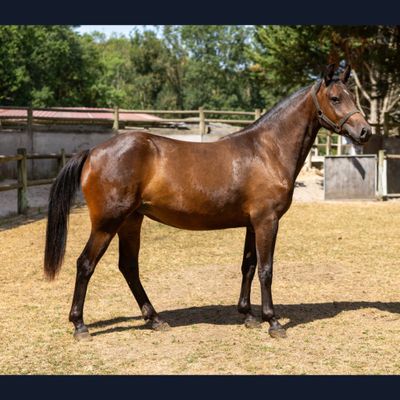 un cheval brun qui se tient dans un enclos clôturé