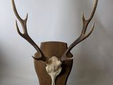 a deer skull mounted on a wooden wall