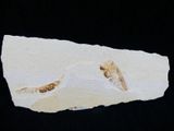 an image of a piece of paper with a fish on it