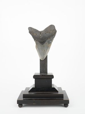 sculpture of a shark ' s tooth on a wooden stand