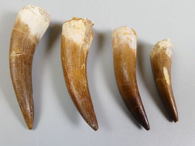 Fossiles de collection. Lot de 4 dents de Plésiosaure.
