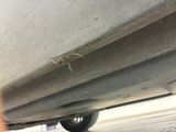 a spider crawling on the side of a car ' s bumper