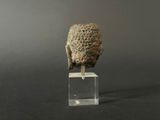 a close up of a sculpture of a head on a clear stand