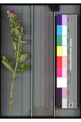 une image représentant une fleur avec une échelle de couleurs en arrière-plan