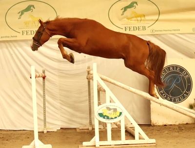 a brown horse jumping over an obstacle in a competition