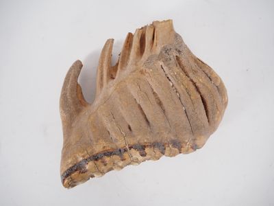 Ancienne dent d’éléphant. H. 16 cm, L. 21 cm. - Photo 1