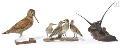 cinq espèces d'oiseaux différentes exposées sur une surface blanche