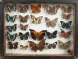 a lot of butterflies that are in a shadow box