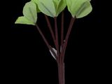 time lapse of a plant with green leaves on a black background