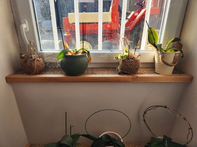 de nombreuses plantes en pot posées sur une étagère, sur le rebord d'une fenêtre