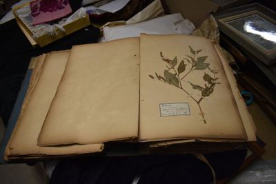 un livre ouvert, sur lequel est posée une plante, posé sur une table
