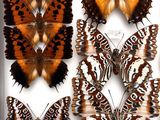 several butterflies in a white box on a white surface