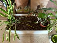Plantes - lot comprenant : (photo 2)