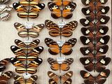 many different types of butterflies on display in a display case