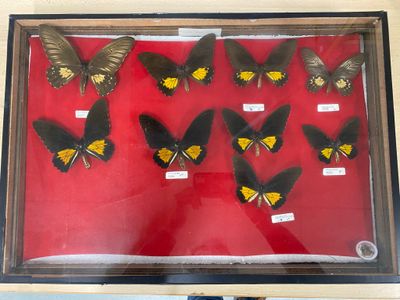 a lot of butterflies that are on display in a glass case