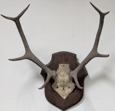 une antilope empaillée, fixée sur une plaque en bois accrochée à un mur blanc