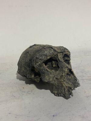 a close up of a skull on a white surface