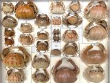 many different types of shells in a display case
