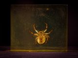 a close up of a spider in a glass box on a table