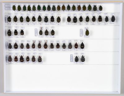 de nombreux insectes exposés dans un cadre blanc