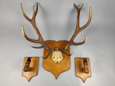 deux têtes de cerfs accrochées au mur, avec leurs bois