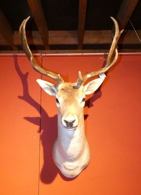 une tête de cerf accrochée au mur d'un restaurant