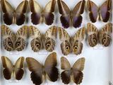 de nombreux papillons exposés dans une vitrine