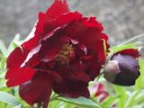 un gros plan d'une fleur rouge avec des feuilles vertes