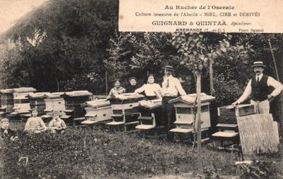 CPA : Au Rucher de l’Oseraie. Culture intensive de l’Abeille   Miel, C - Photo 1