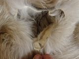 a person petting a cat that is laying on its back