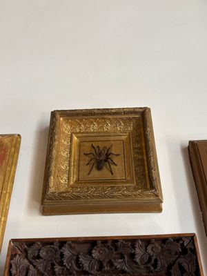 a picture of a picture of a spider and a picture of a spider on a wall