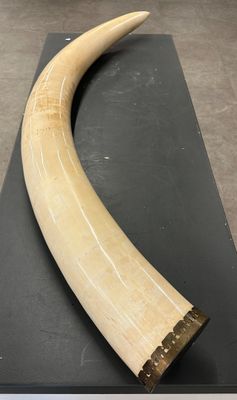Une défense d'éléphant est exposée dans un musée