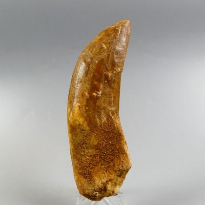 Fossiles de collection. Dent géante de Tyrannosaure Carcharo…