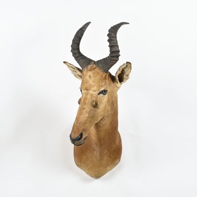 une tête de cerf avec de grands bois sur fond blanc