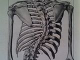an image of a drawing of a human skeleton with the ribs exposed