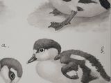 four birds that are sitting on the ground together