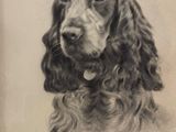 drawing of a black and white cocker dog with a collar