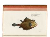 le dessin d'un poisson sur une page d'un livre