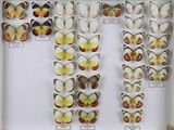 de nombreux types de papillons différents présentés dans une vitrine