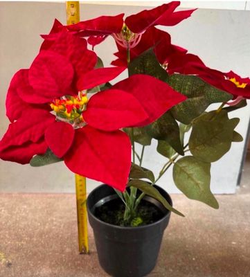 a small potted plant with red flowers on a table