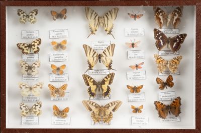 many different types of butterflies displayed in a display case