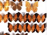 many orange and black butterflies on display in a glass case