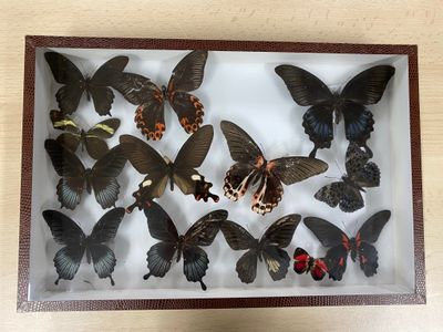 a lot of butterflies in a shadow box on a table