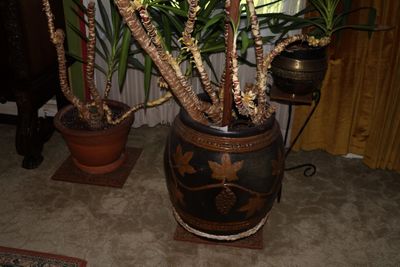 une plante en pot au milieu du salon