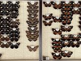 two pictures of butterflies in a display case