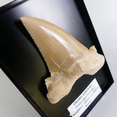 Fossiles de collection. Dent fossile de requin Otodus [Carch… - Photo 1