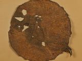 a brown leaf with holes in it on a table