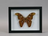 a close up of a moth in a black frame on a white background